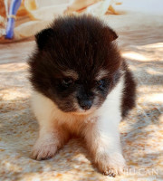 Saray1