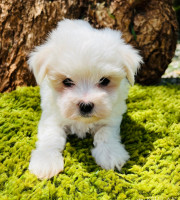 Elvis1