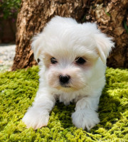Elvis2