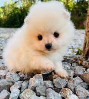 Romeo4