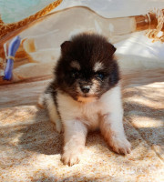Saray3