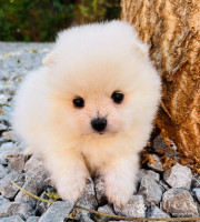 Romeo2