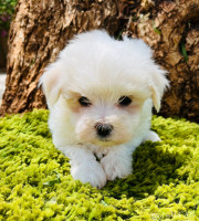Elvis3