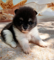 Saray2