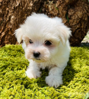 Elvis4