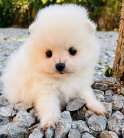 Romeo1