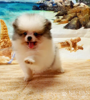 Coco1